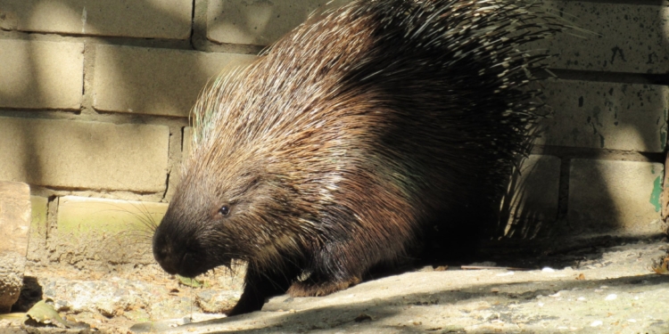В Николаевский зоопарк из Одессы переехала пара дикобразов (ФОТО)