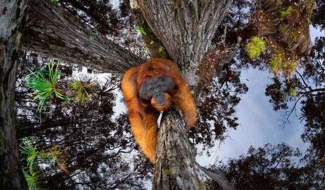Орангутан в небе или над водой? Удивительные фото, победившие на конкурсе снимков дикой природы (ФОТО)
