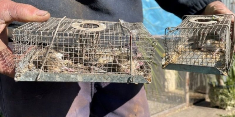 В Австралии мыши захватили колонию, заключенных вынужденно эвакуируют (ФОТО, ВИДЕО)