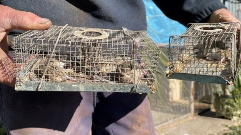 В Австралии мыши захватили колонию, заключенных вынужденно эвакуируют (ФОТО, ВИДЕО) 3