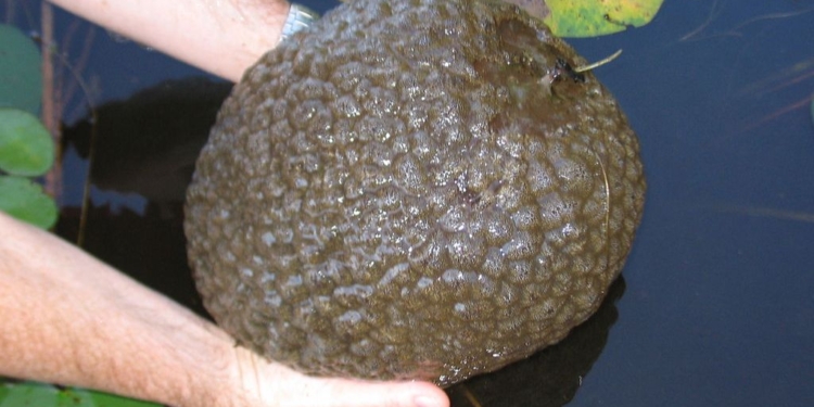 В Днепре все чаще встречают огромные желеобразные “мозги” – мшанки наступают