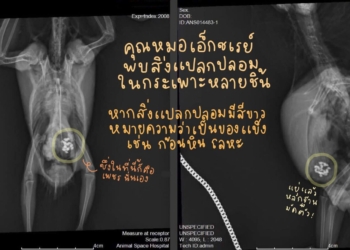 Лакомка: попугай съел два десятка бриллиантов и приболел