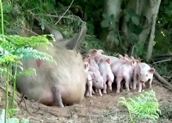 Беременная свинья Матильда сбежала с фермы, чтобы спасти своих детей (ФОТО)