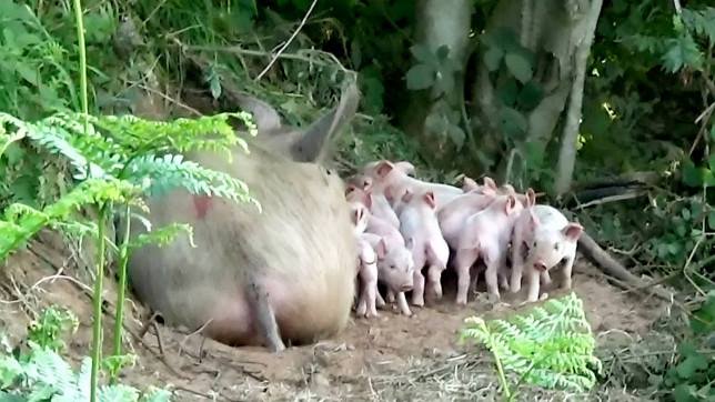 Беременная свинья Матильда сбежала с фермы, чтобы спасти своих детей (ФОТО) 7