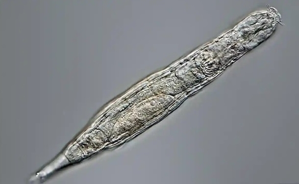 Биологи оживили существ, замороженных 24 тысячи лет назад. Они размножаются (ФОТО, ВИДЕО)