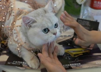 Как в Китае кошка зарабатывает на автосалонах (ФОТО)