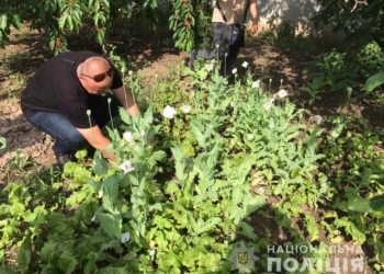 В Баштанском районе полицейские изъяли у местных жителей почти 200 кустов снотворного мака и 190 кустов конопли (ФОТО)