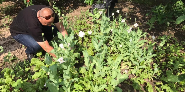 В Баштанском районе полицейские изъяли у местных жителей почти 200 кустов снотворного мака и 190 кустов конопли (ФОТО)