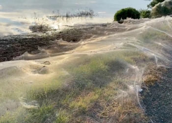 «Паучий апокалипсис». Один из штатов Австралии окутан паутиной (ФОТО)