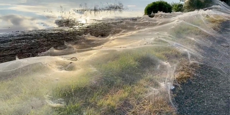 «Паучий апокалипсис». Один из штатов Австралии окутан паутиной (ФОТО)