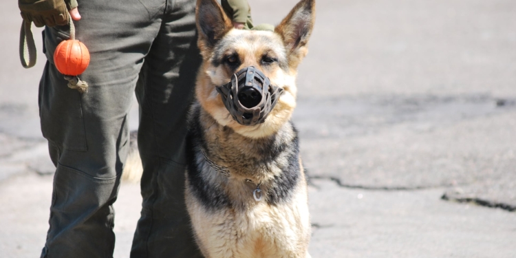 В Николаеве начались соревнования гвардейских кинологов на первенство Южного ОТО (ФОТО)