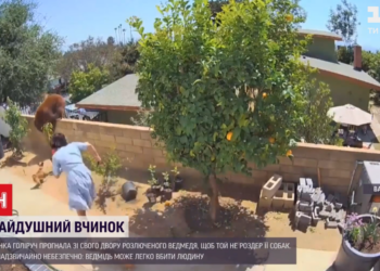 Женщина голыми руками вытолкала со своего двора медведицу