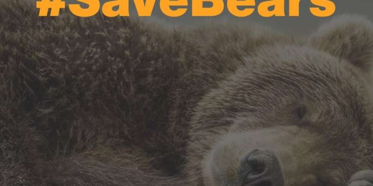 На балансе Укрзализныци “нашлись” 2 медведя – их отдадут в Нидерланды