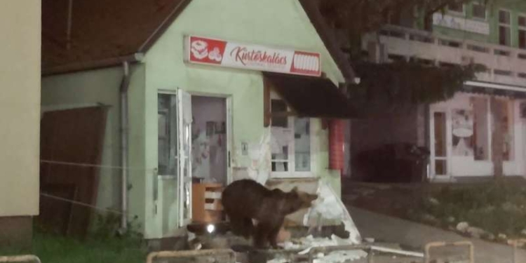В Румынии медведи вошли в город – громят магазины, воруют еду в домах (ВИДЕО)