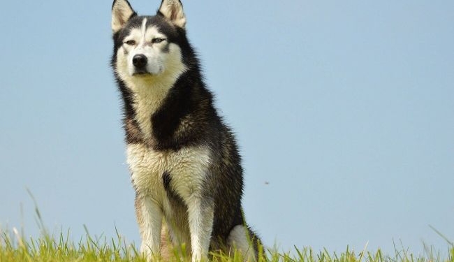 Под Мелитополем  хаски поселился у могилы  своего хозяина (ФОТО)
