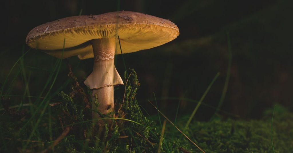 Поліцейські встановлюють обставини отруєння грибами двох маленьких жителів Одещини та Миколаївщини 1
