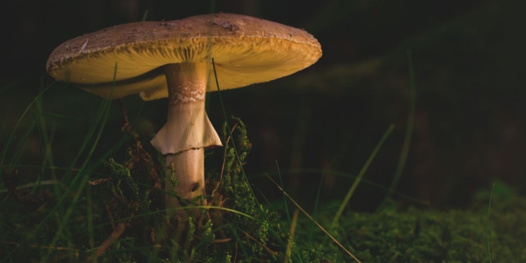 В Днепре умер 9-летний ребенок, отравившийся грибами, которые собрал отец