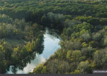 Миллиард деревьев от Зеленского. Эксперты предупреждают, что может быть хуже (ФОТО)