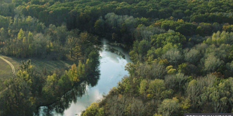Миллиард деревьев от Зеленского. Эксперты предупреждают, что может быть хуже (ФОТО)