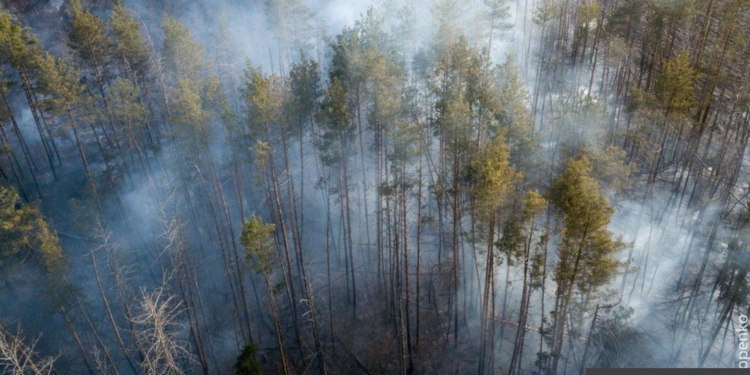 Миллиард деревьев от Зеленского. Эксперты предупреждают, что может быть хуже (ФОТО)