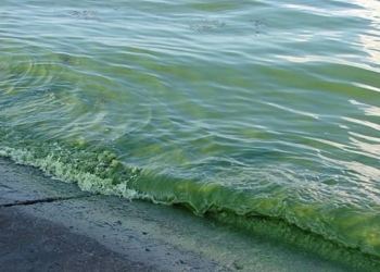 В Одессе позеленело море – размножились токсичные водоросли (ВИДЕО)
