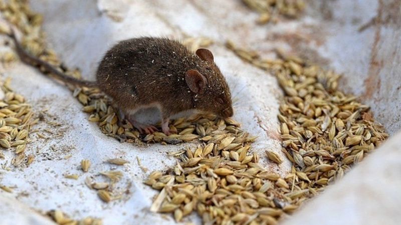 В Австралии мыши захватили колонию, заключенных вынужденно эвакуируют (ФОТО, ВИДЕО) 1
