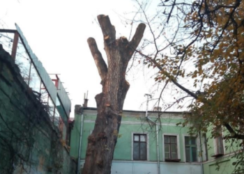 Три года тюрьмы грозят председателю ОСМД в Одессе, который варварски обрезал “тополь Пушкина”