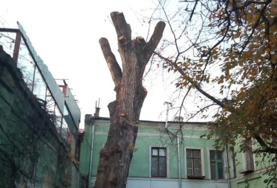 Три года тюрьмы грозят председателю ОСМД в Одессе, который варварски обрезал “тополь Пушкина”