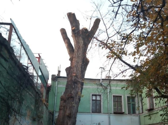 Три года тюрьмы грозят председателю ОСМД в Одессе, который варварски обрезал "тополь Пушкина" 5
