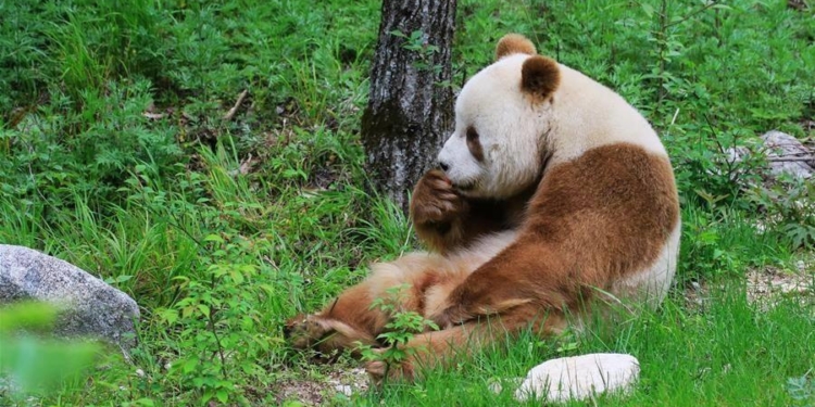 Национальное достояние. В Китае впервые показали коричневую панду (ВИДЕО)