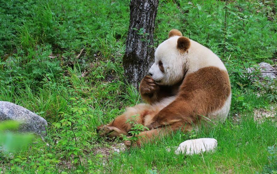Национальное достояние. В Китае впервые показали коричневую панду (ВИДЕО) 1