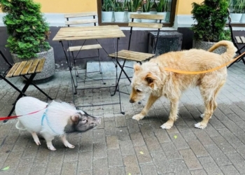 Киевлянки гуляют по улицам со свинкой Адель на поводке (ФОТО)