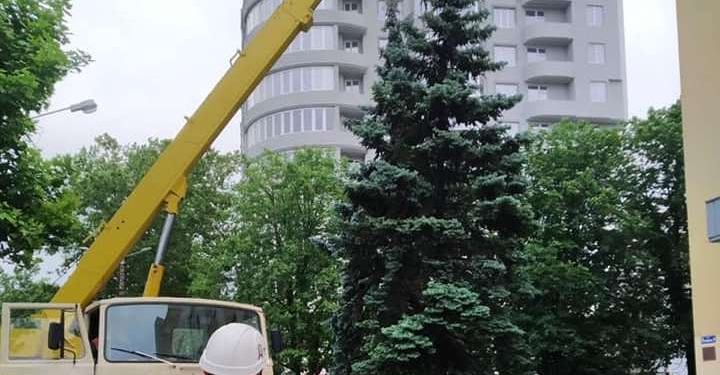 Упавшую в центре Николаева 8-метровую ель вернули в вертикальное положение (ФОТО)