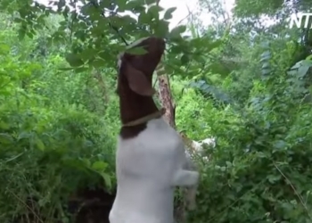 Так экологичнее: для борьбы с сорняками в парках Манхэттена «наняли» коз (ВИДЕО)