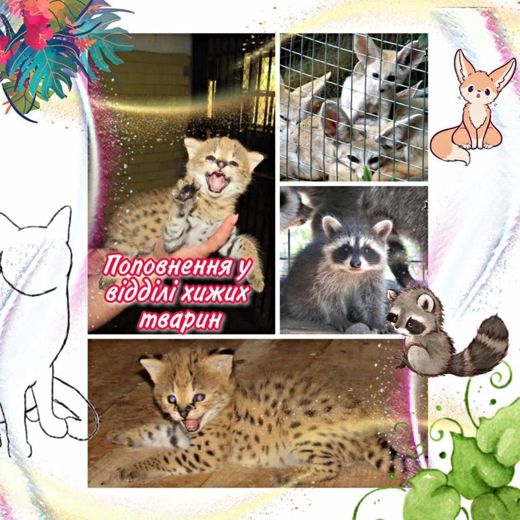 Фенек, енот и сервалы: в Николаевском зоопарке – пополнения в семействах (ФОТО) 1