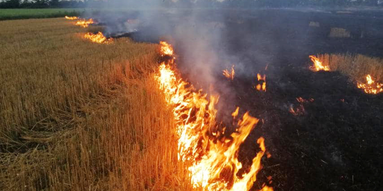 Стерня, пшеница на корню и трава – что тушили в Николаевской области (ФОТО)