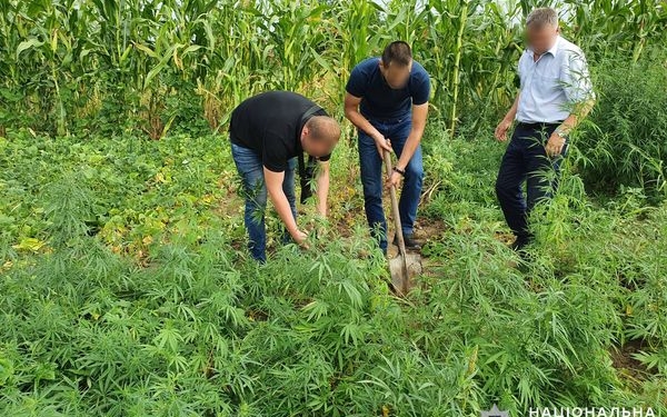 Почти 200 кустов конопли вырастил житель Вознесенского района (ФОТО, ВИДЕО)