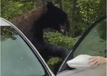 Неудачный отдых: американцу пришлось выгонять медведя из своей машины, но транспортное средство это не спасло (ВИДЕО)