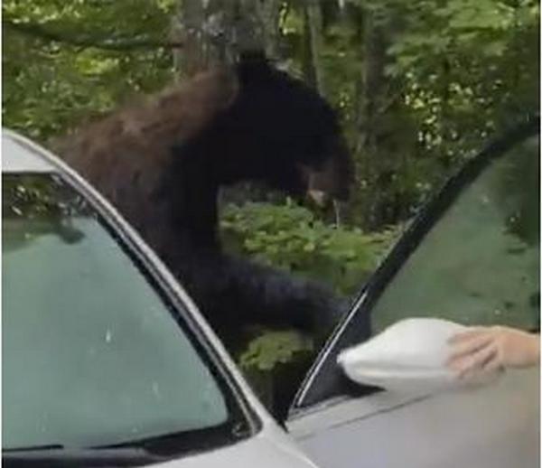 Неудачный отдых: американцу пришлось выгонять медведя из своей машины, но транспортное средство это не спасло (ВИДЕО) 1