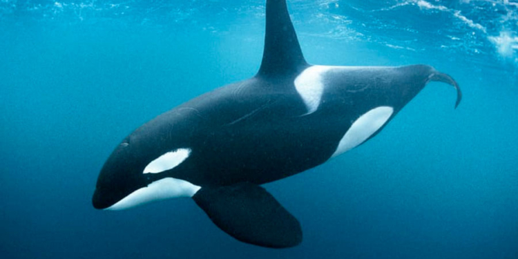 У берегов Испании косатки снова напали на небольшое судно