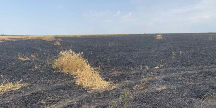 Сегодня горела Баштанская городская свалка и 10 га пшеницы на корню (ФОТО)