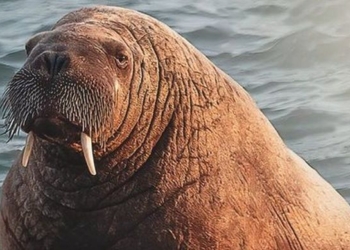 А чем не диванчик? Известный морж-путешественник уютно устроился на корме катера скорой помощи (ВИДЕО)