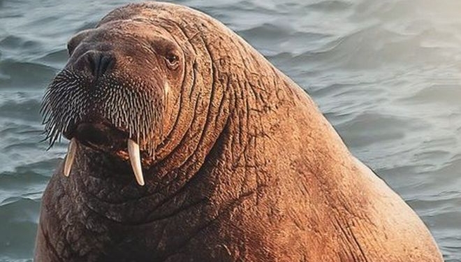 А чем не диванчик? Известный морж-путешественник уютно устроился на корме катера скорой помощи (ВИДЕО)