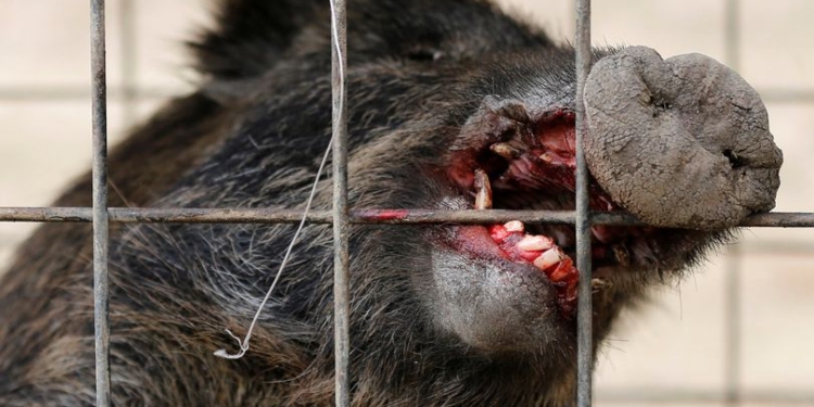 Дерзкие и агрессивные: радиоактивные дикие кабаны захватили территорию в зоне ядерного отчуждения Фукусимы (ФОТО)