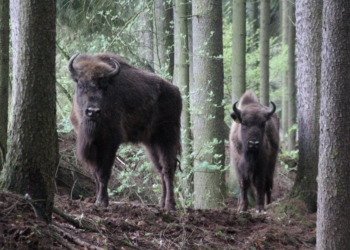 В Чехии из зоопарка сбежало стадо зубров