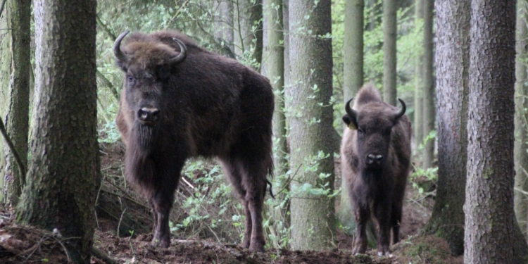 В Чехии из зоопарка сбежало стадо зубров