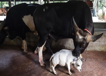 В Бангладеш родилась самая маленькая корова в мире – высотой 51 см (ФОТО, ВИДЕО)