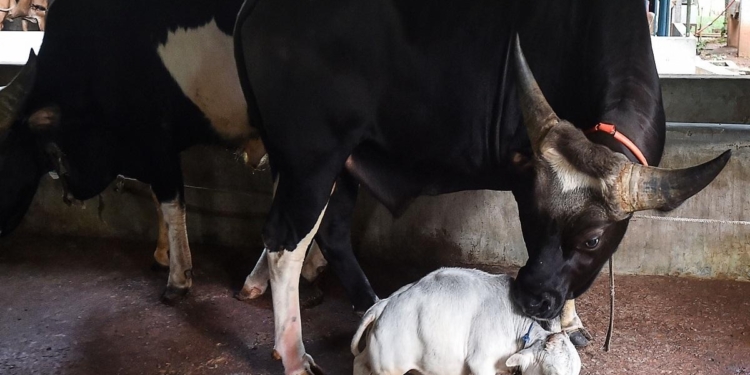 В Бангладеш родилась самая маленькая корова в мире – высотой 51 см (ФОТО, ВИДЕО)