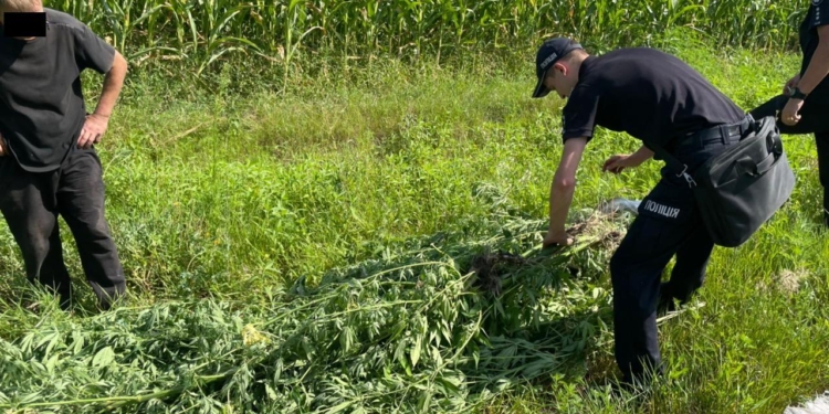 В кукурузе спрятать не удалось: в Первомайском районе у пенсионера изъяли 84 куста 2-метровой конопли (ФОТО)