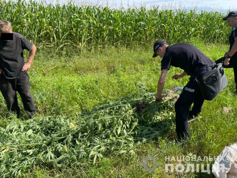 В кукурузе спрятать не удалось: в Первомайском районе у пенсионера изъяли 84 куста 2-метровой конопли (ФОТО)